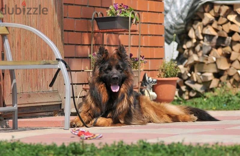 Long-haired German shepherd From Russia 10