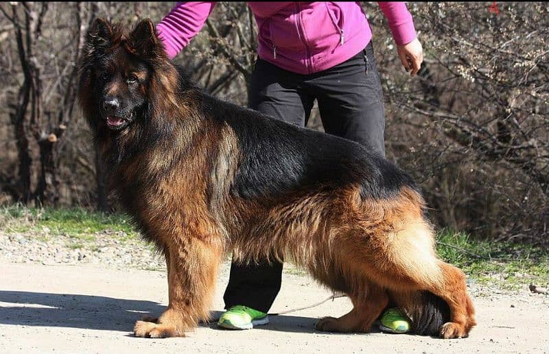 Long-haired German shepherd From Russia 11