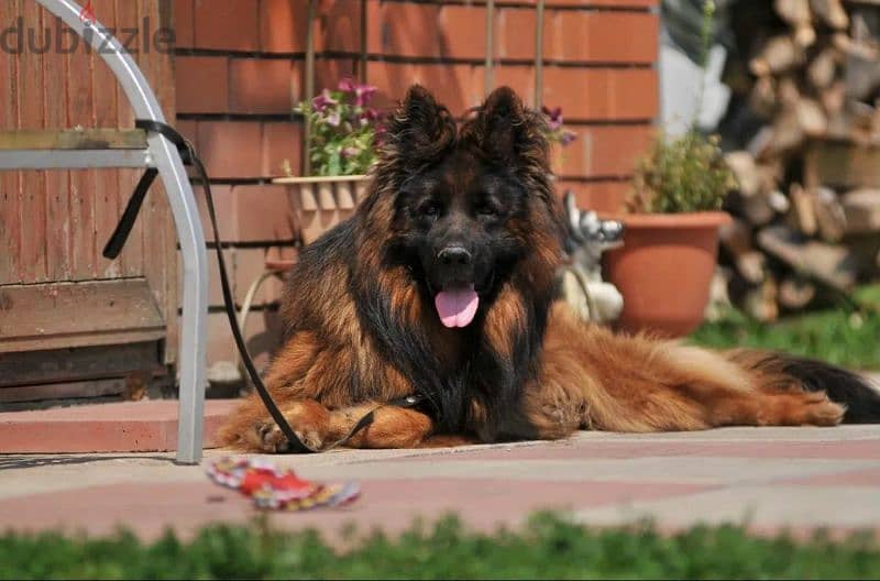 Long-haired German shepherd From Russia 13