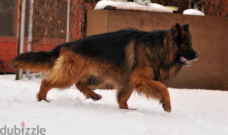 Long-haired German shepherd From Russia 14
