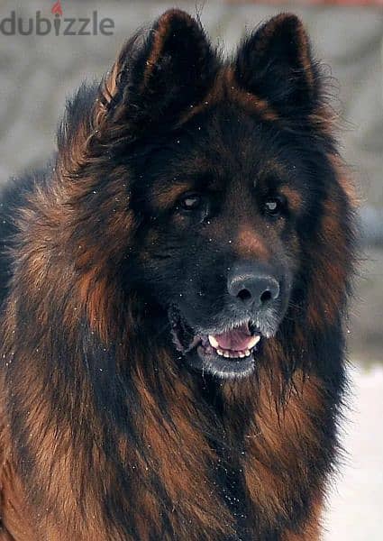 Long-haired German shepherd From Russia 15