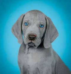 Weimaraner Male From Russia FCI