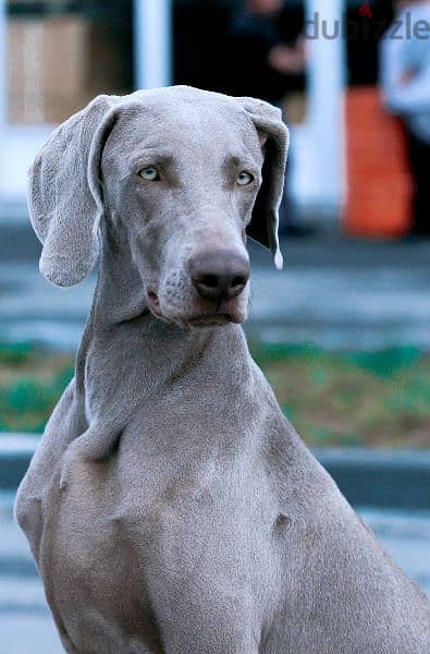 Weimaraner Male From Russia FCI 1