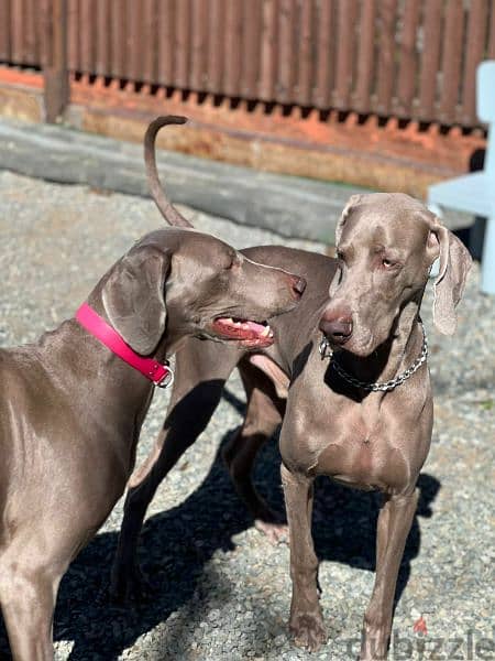 Weimaraner Male From Russia FCI 2