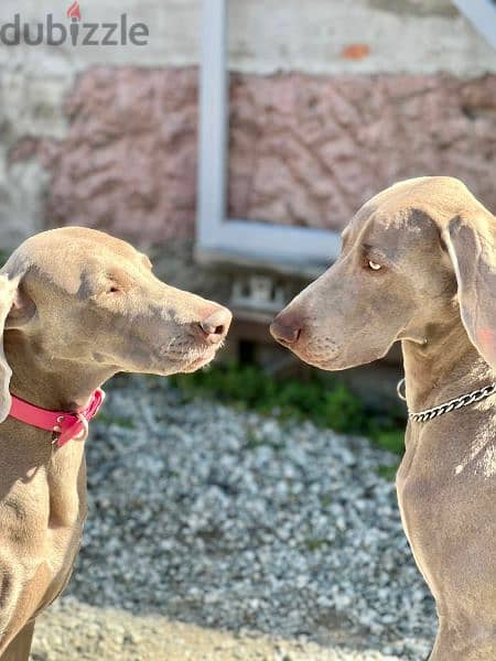Weimaraner Male From Russia FCI 3