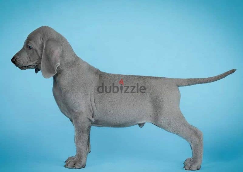 Weimaraner Male From Russia FCI 4