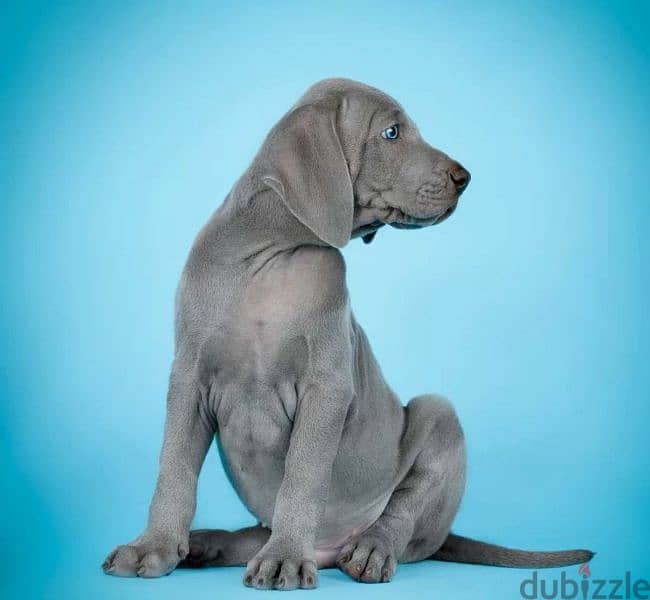 Weimaraner Male From Russia FCI 5