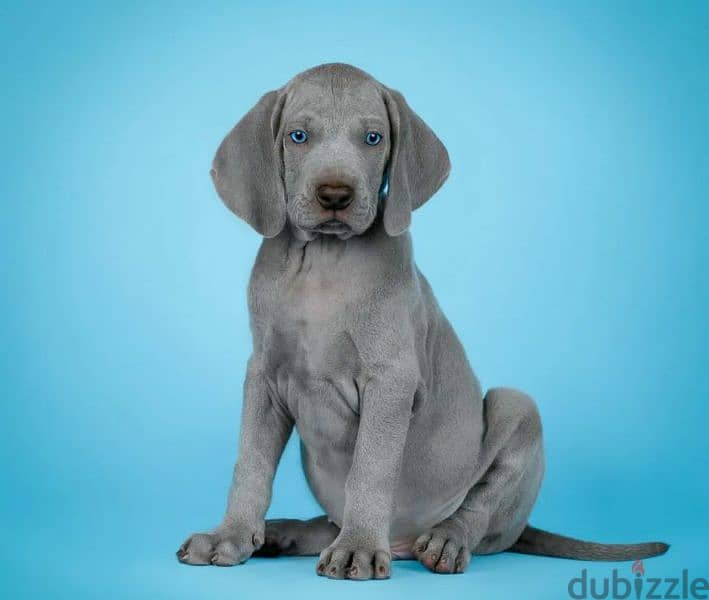 Weimaraner Male From Russia FCI 6