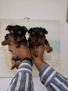 yorkshire puppies