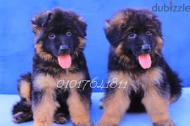 كلاب . جراوي جيرمان بلاك اند تان German puppies plak and tan for sale