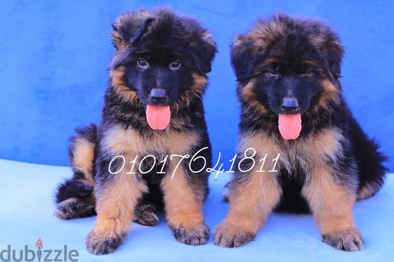 كلاب . جراوي جيرمان بلاك اند تان German puppies plak and tan for sale 1