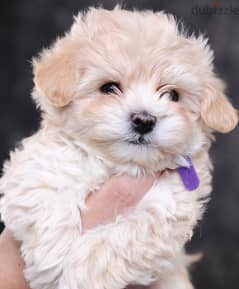 Maltipoo Puppies Imported from Europe - Super Quality !!
