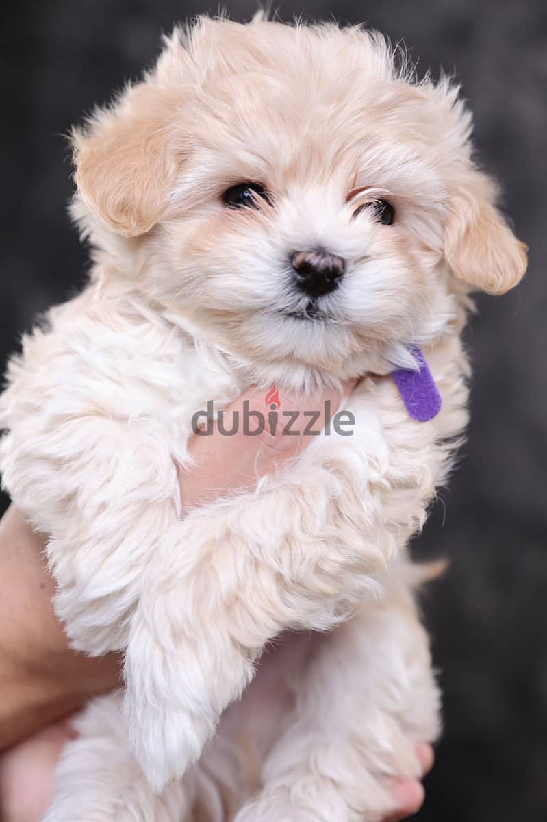 Maltipoo Puppies Imported from Europe - Super Quality !! 1