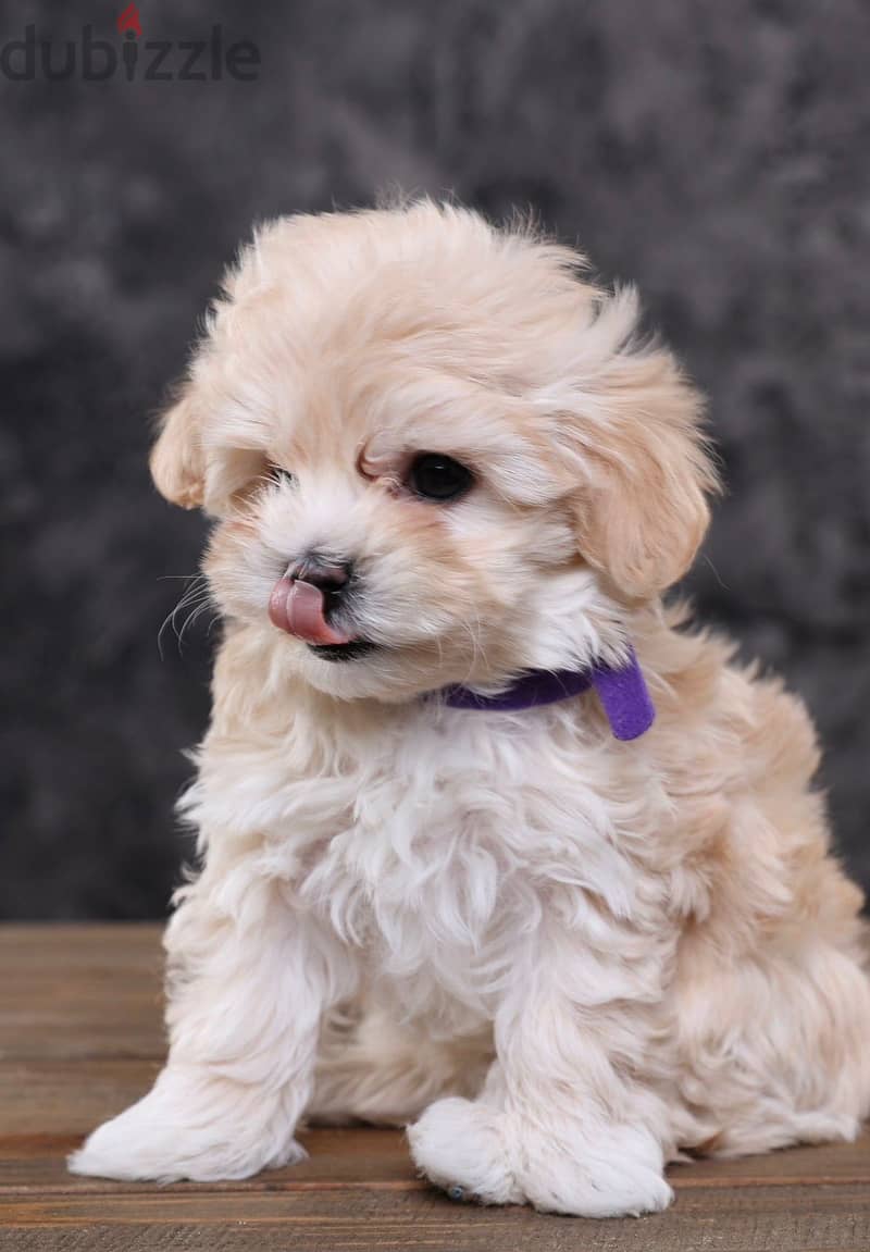 Maltipoo Puppies Imported from Europe - Super Quality !! 2