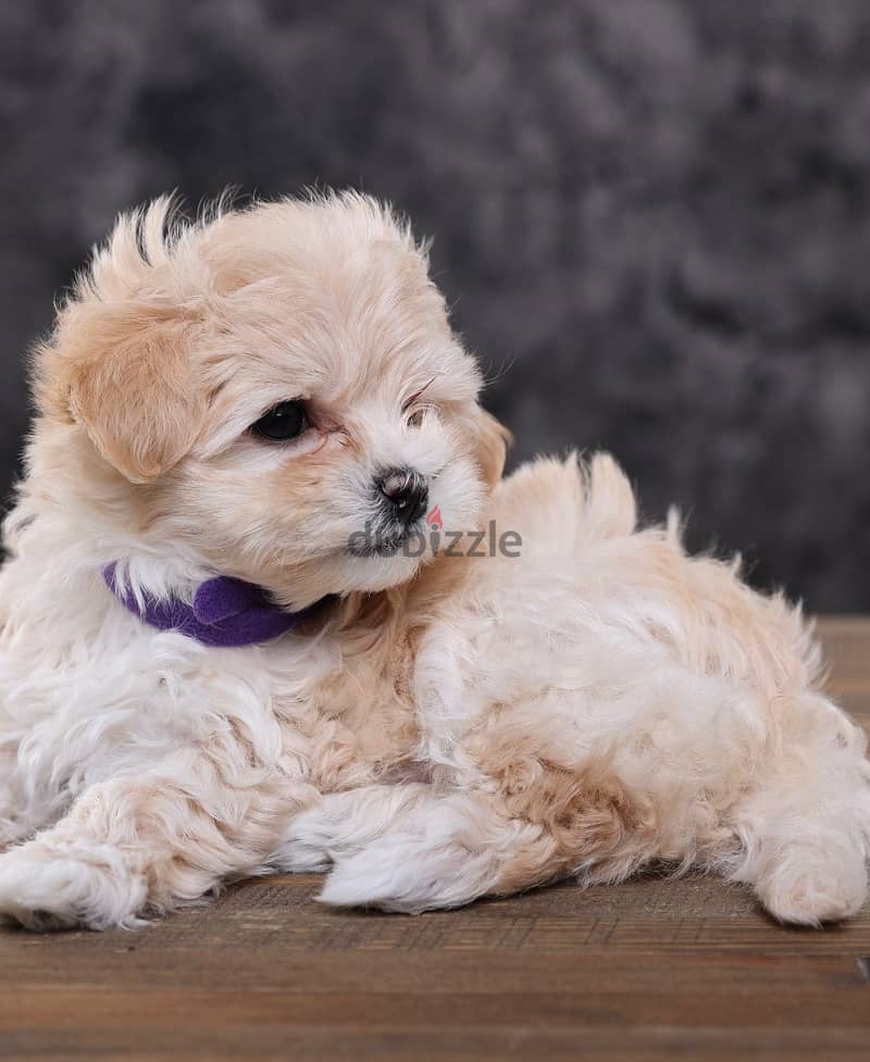 Maltipoo Puppies Imported from Europe - Super Quality !! 3