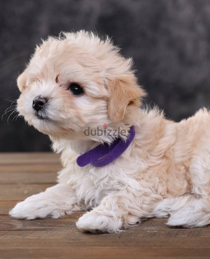 Maltipoo Puppies Imported from Europe - Super Quality !! 4