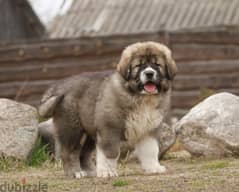 Caucasian Shepherd Dog Very Huge - Imported from Europe !!