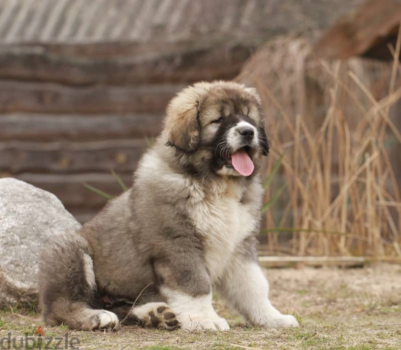 Caucasian Shepherd Dog Very Huge - Imported from Europe !! 1
