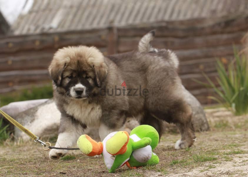 Caucasian Shepherd Dog Very Huge - Imported from Europe !! 2