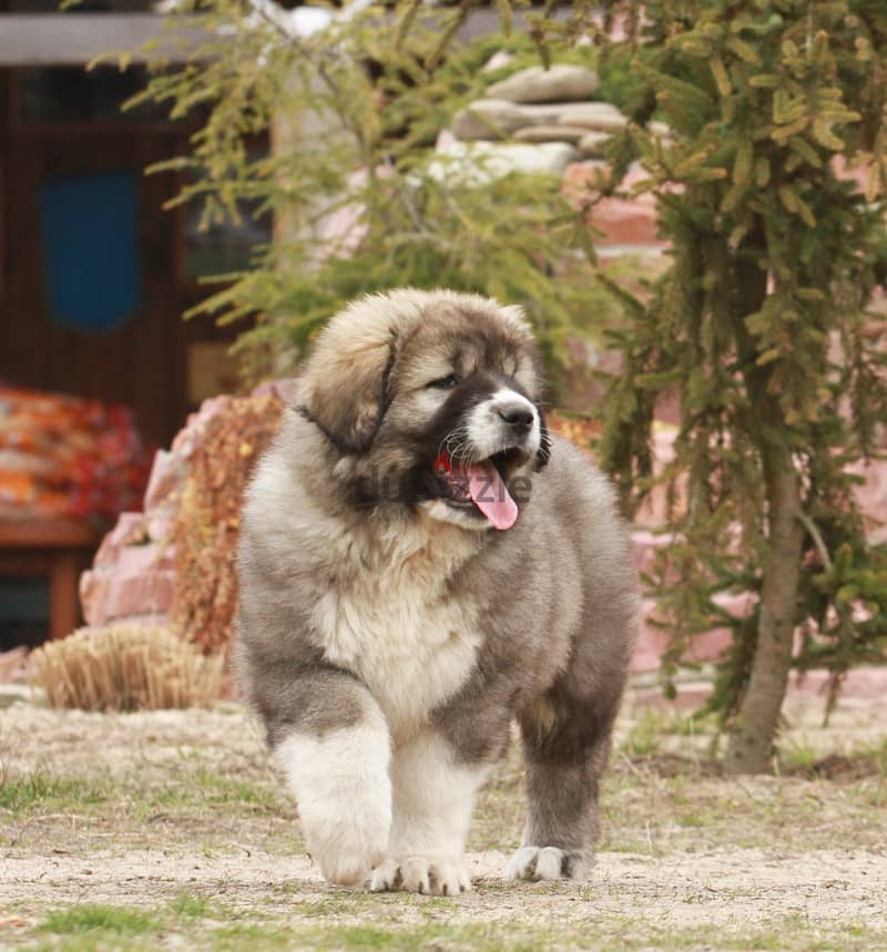 Caucasian Shepherd Dog Very Huge - Imported from Europe !! 3