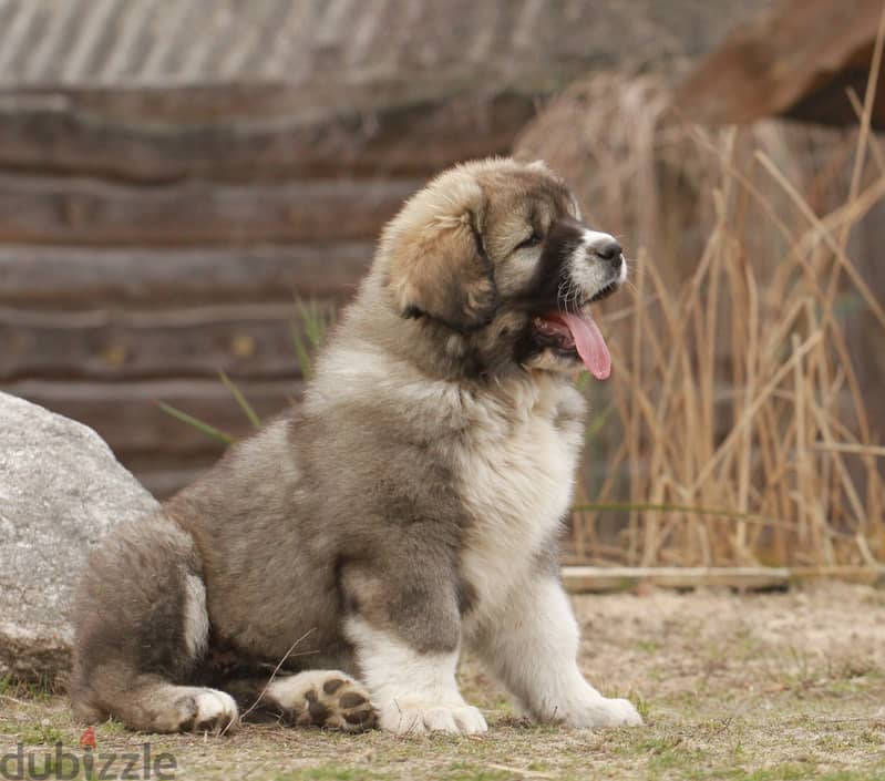 Caucasian Shepherd Dog Very Huge - Imported from Europe !! 4