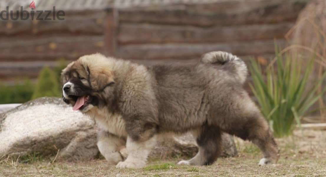 Caucasian Shepherd Dog Very Huge - Imported from Europe !! 5