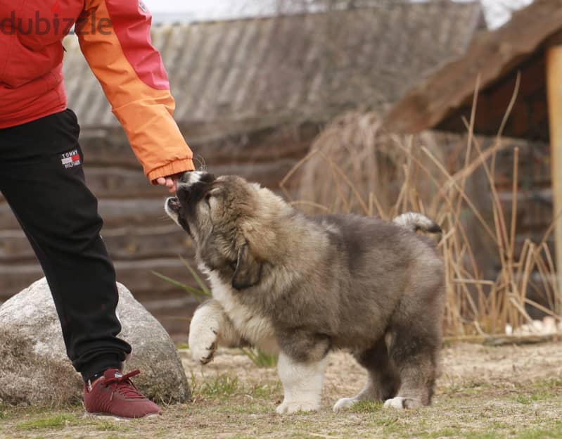 Caucasian Shepherd Dog Very Huge - Imported from Europe !! 6