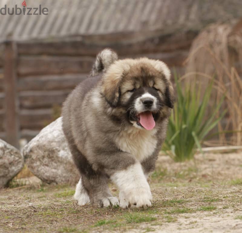 Caucasian Shepherd Dog Very Huge - Imported from Europe !! 7
