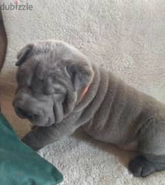 Shar pei Male From Russia 0