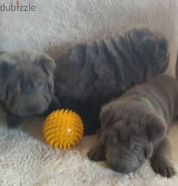 Shar pei Male From Russia 1