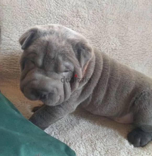 Shar pei Male From Russia 3