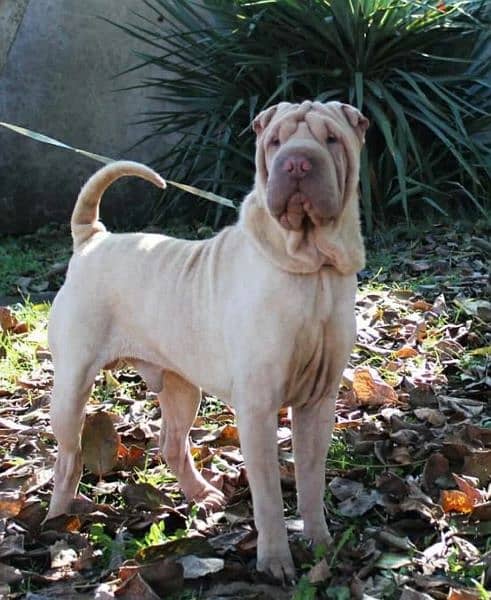 Shar pei Male From Russia 4
