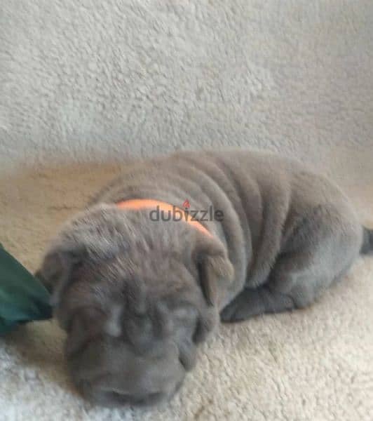 Shar pei Male From Russia 5