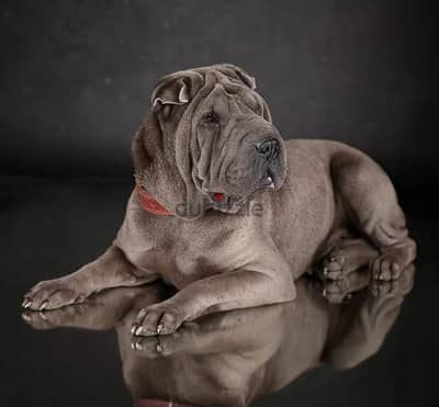 Shar pei Male From Russia sharpei