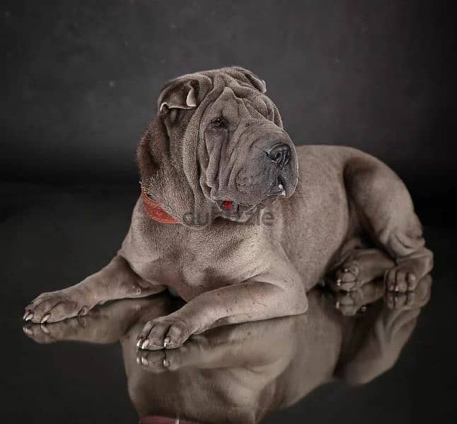 Shar pei Male From Russia 6