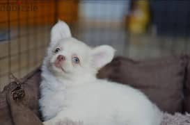 Beautiful Chihuahua Male From Russia 0