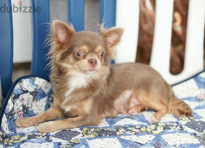 Beautiful Chihuahua Male From Russia 6
