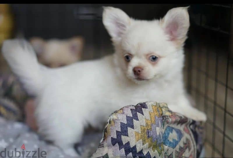 Beautiful Chihuahua Male From Russia 8