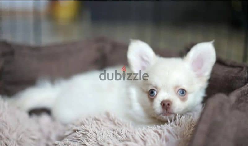 Beautiful Chihuahua Male From Russia 9