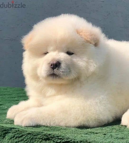 Beautiful Female Chow Chow From Russia 1