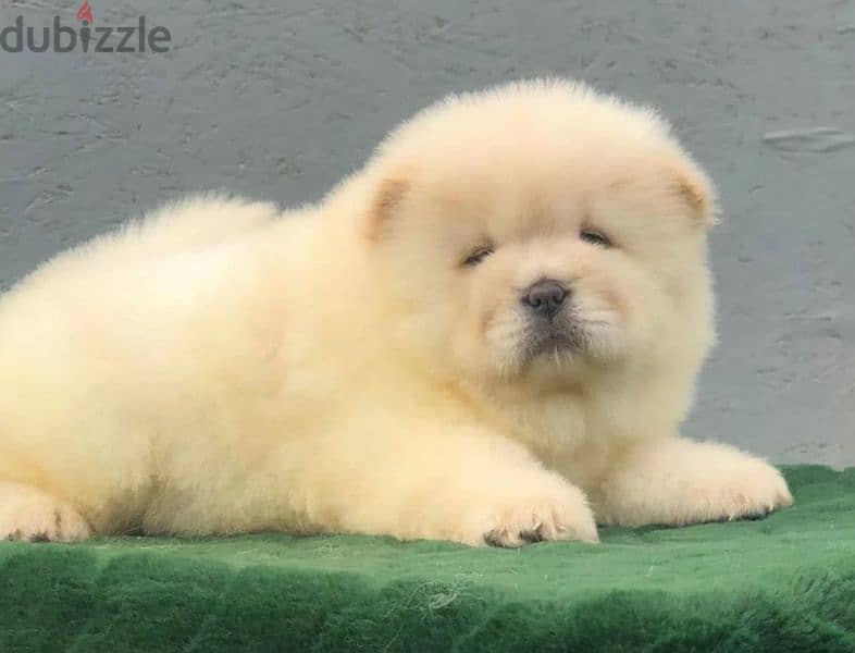 Beautiful Female Chow Chow From Russia 2