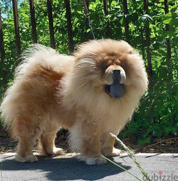 Beautiful Female Chow Chow From Russia 3