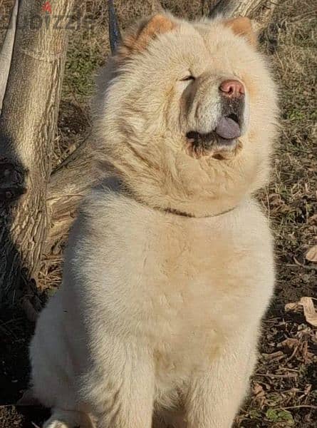 Beautiful Female Chow Chow From Russia 4
