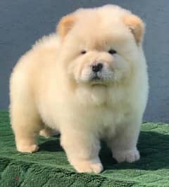 Beautiful Female Chow Chow From Russia 0