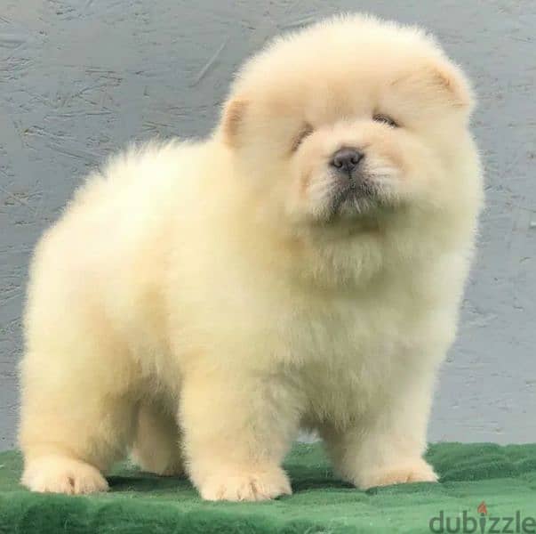 Beautiful Female Chow Chow From Russia 6