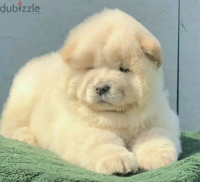 Beautiful Female Chow Chow From Russia 5