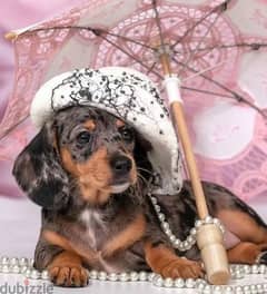 Miniature Dachshund Females Puppies From Russia