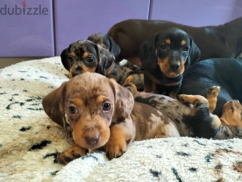 Miniature Dachshund Females Puppies From Russia 1