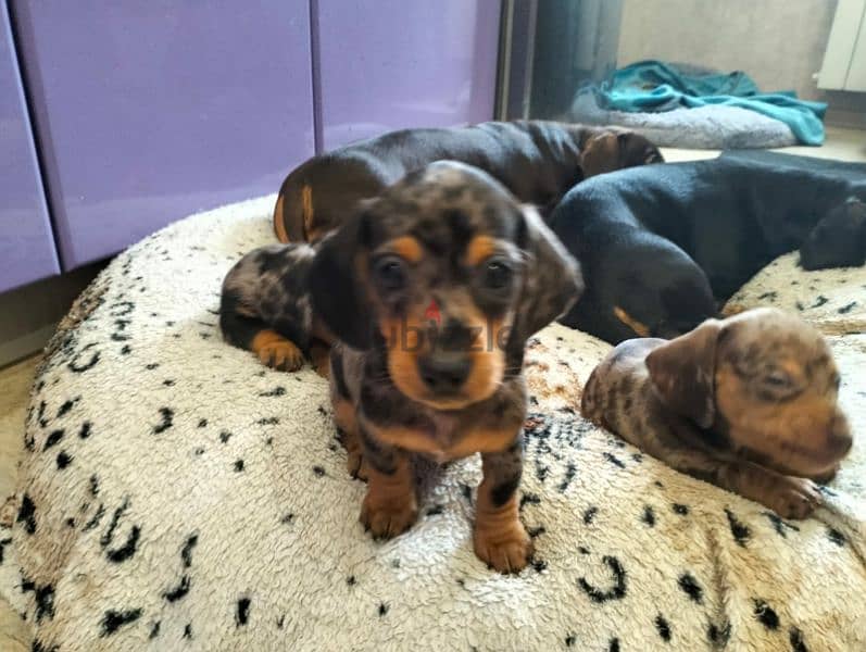 Miniature Dachshund Females Puppies From Russia 4