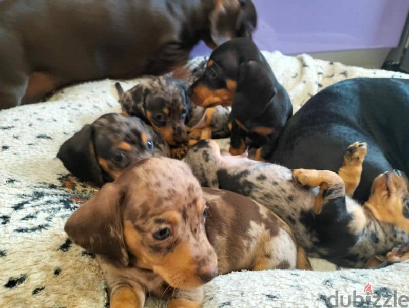 Miniature Dachshund Females Puppies From Russia 5